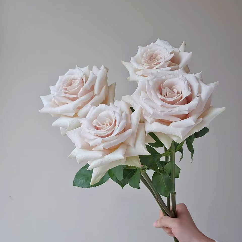 【邻家】【流沙60cm】【二十支】单头玫瑰 全场任意两单顺丰冷链包邮