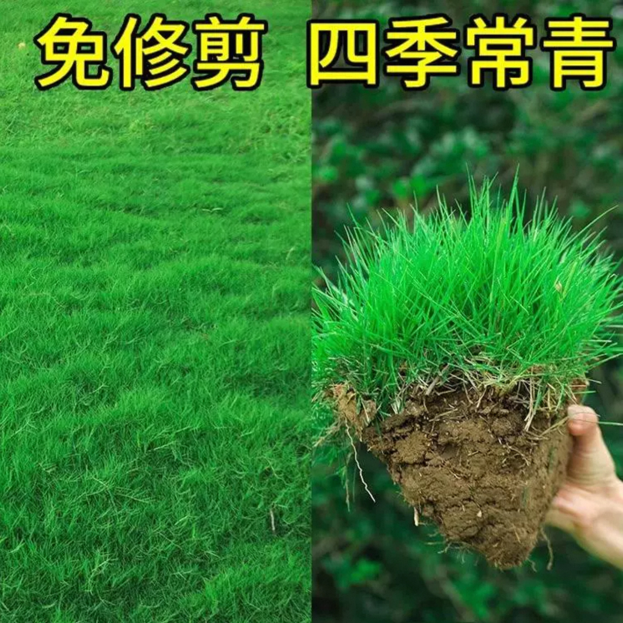 草坪草籽种子四季常青绿化地毯草黑麦草高羊茅护坡草皮种子草种籽