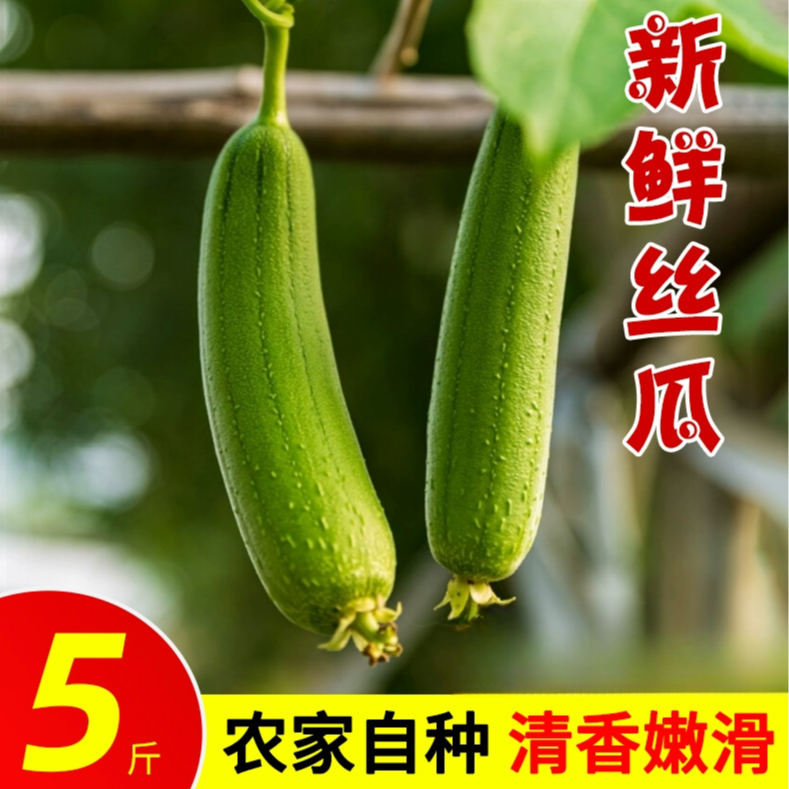 -/竟瑄江苏东台本地香丝瓜5斤包邮现摘现发