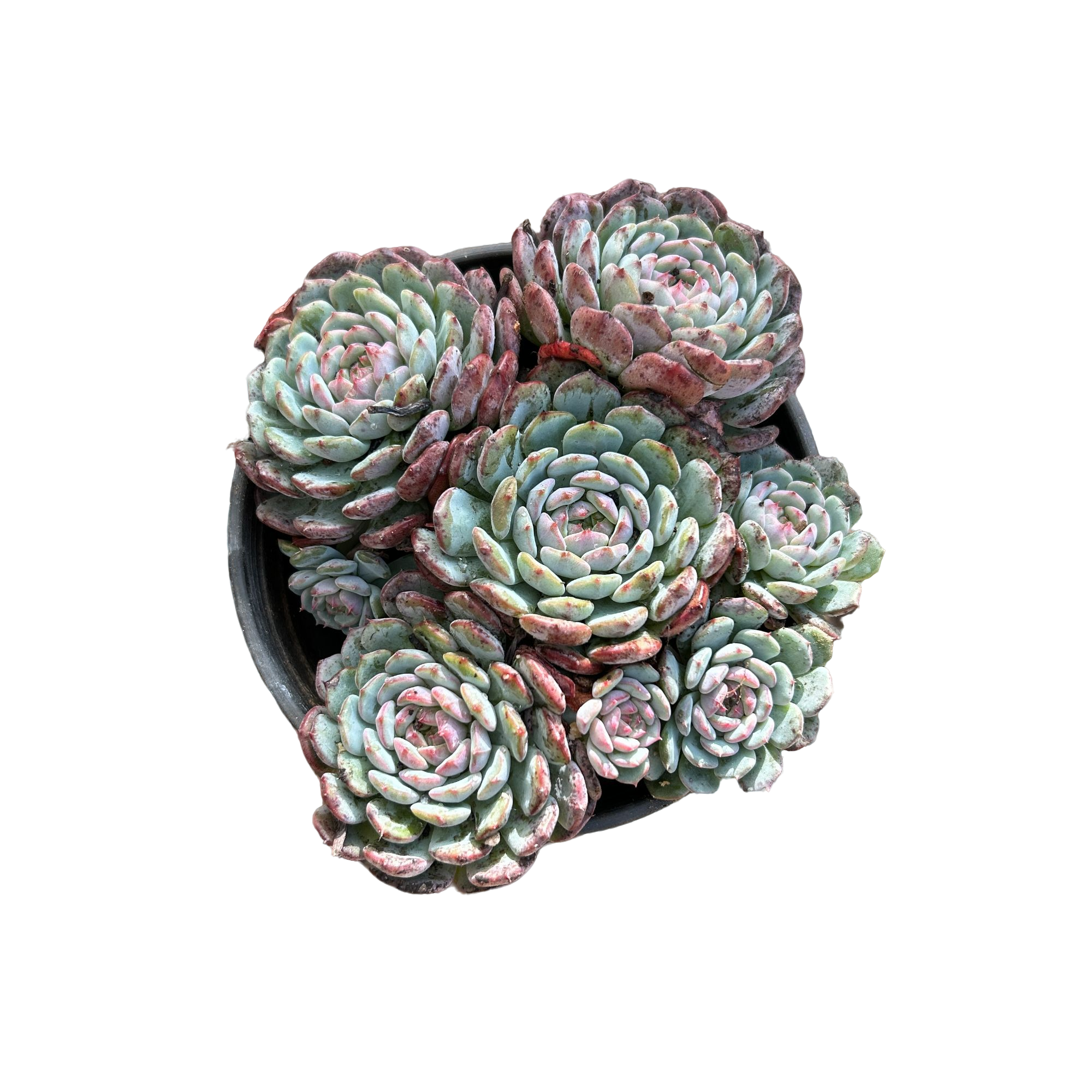 白胖子   满15包邮 （满18包邮 直播间展示为准）