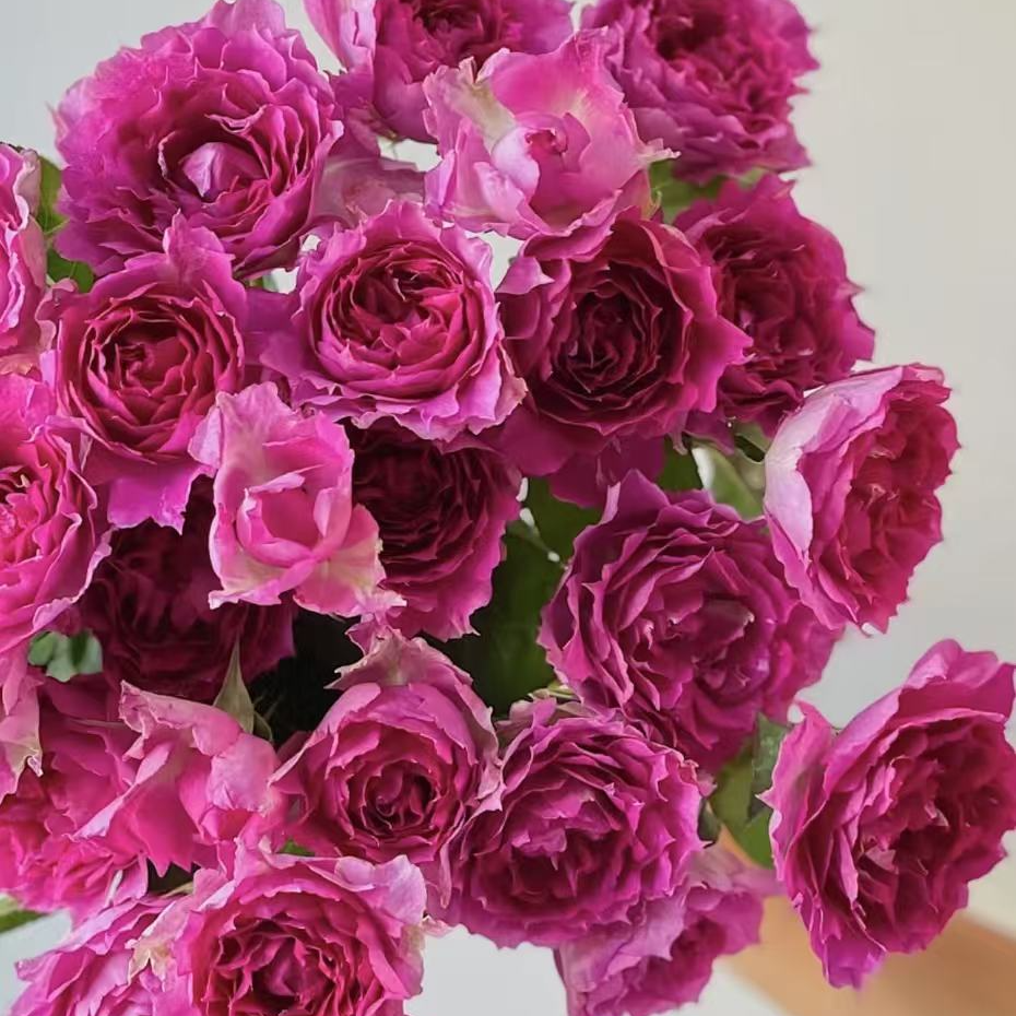 【天方夜谭】紫色浓香大花月季好养阳台庭院种植花期长花苞四季开花