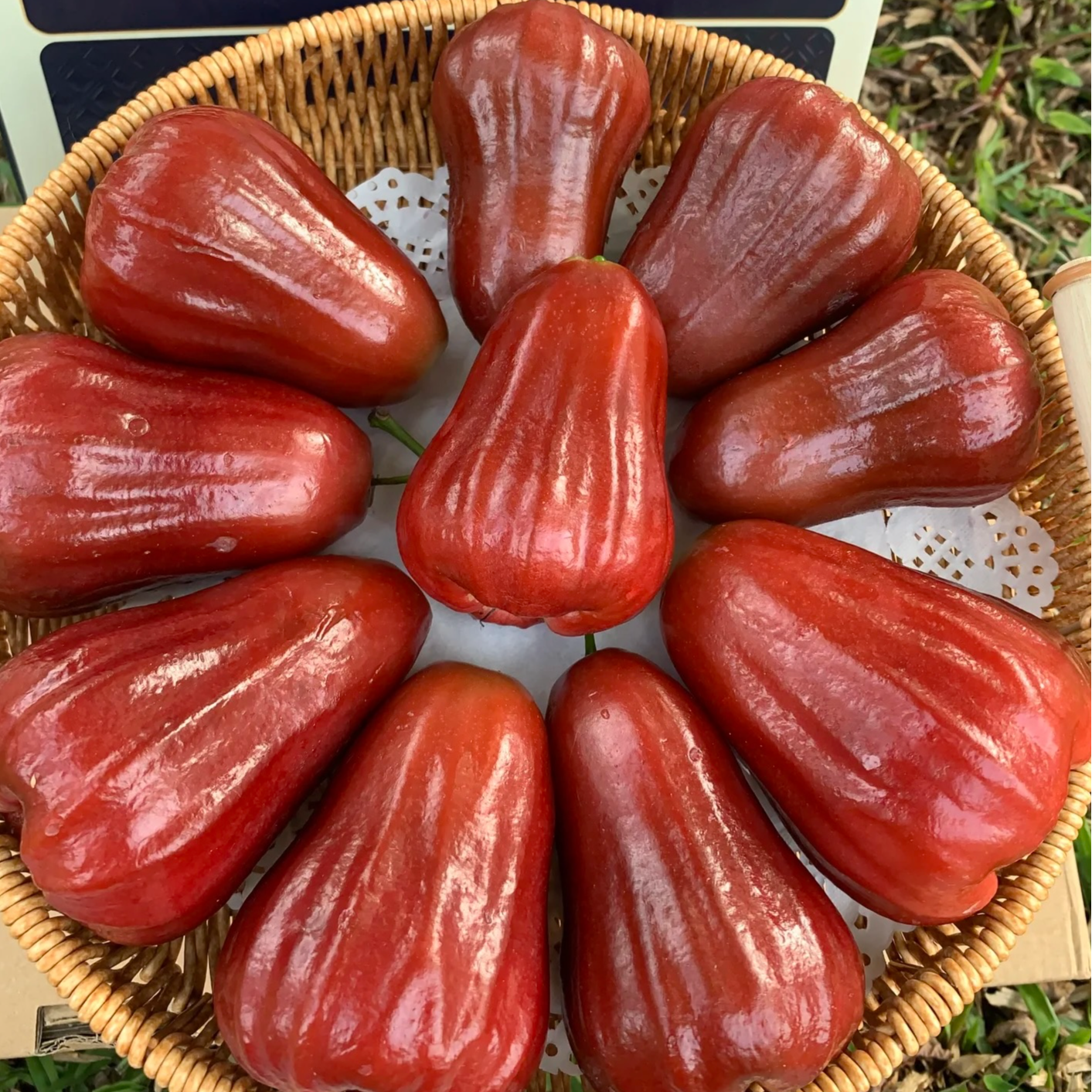 黑金刚莲雾苗嫁接树苗多季开花结