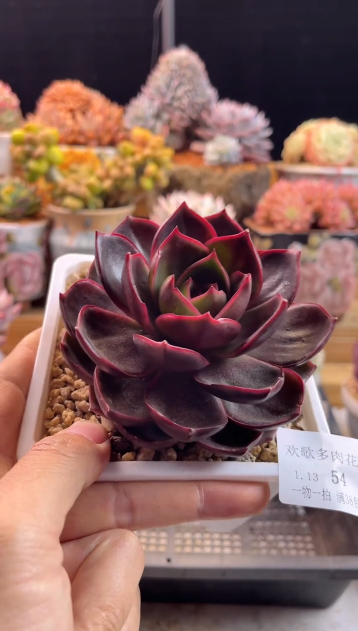 【闪购商品】1.13-54红灯