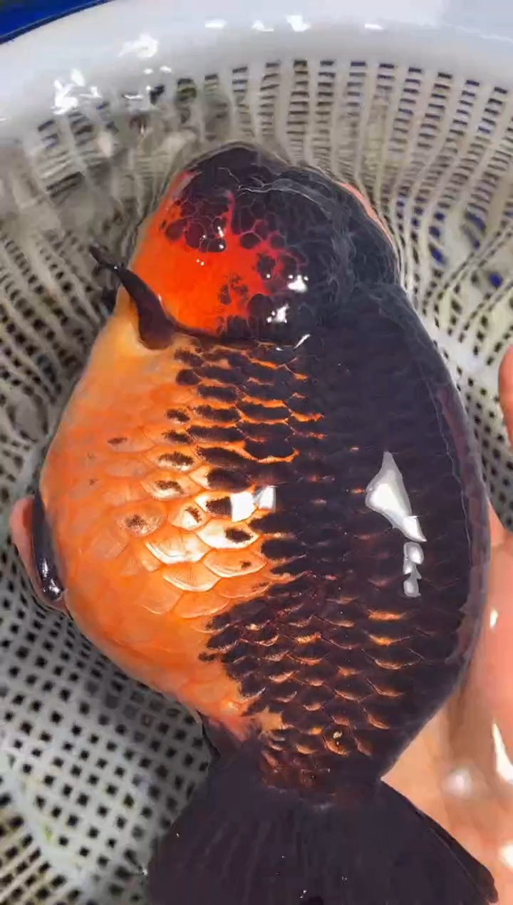 金鱼（运费到付，马印灯下展示）福州追鱼兰寿金鱼