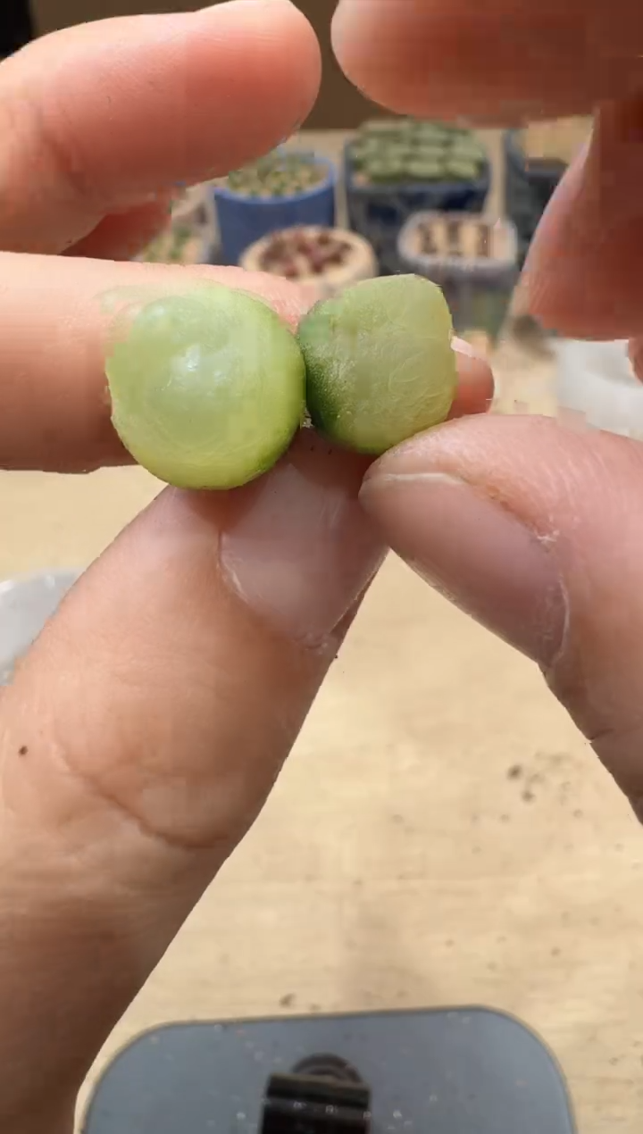 13-165多肉植物肉锥