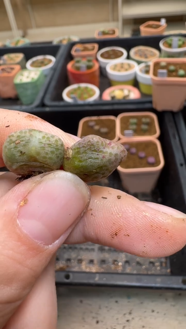 【闪购商品】3-184