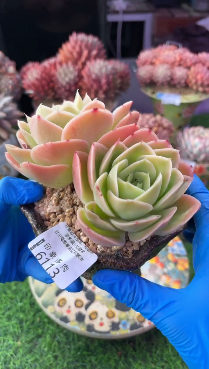 昆明印象多肉6113