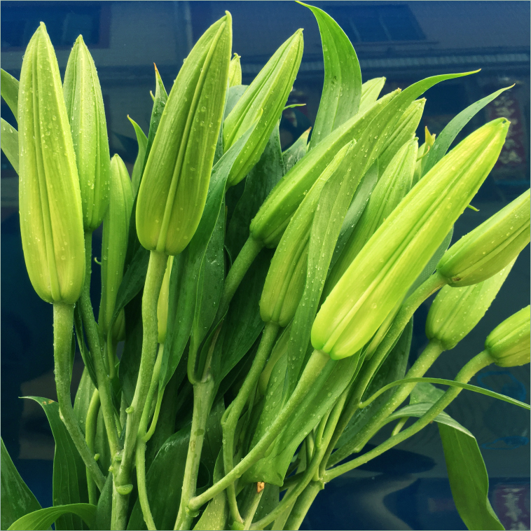 【白百合】香水百合鲜花花束云南昆明基地直发速递同城家用水养花