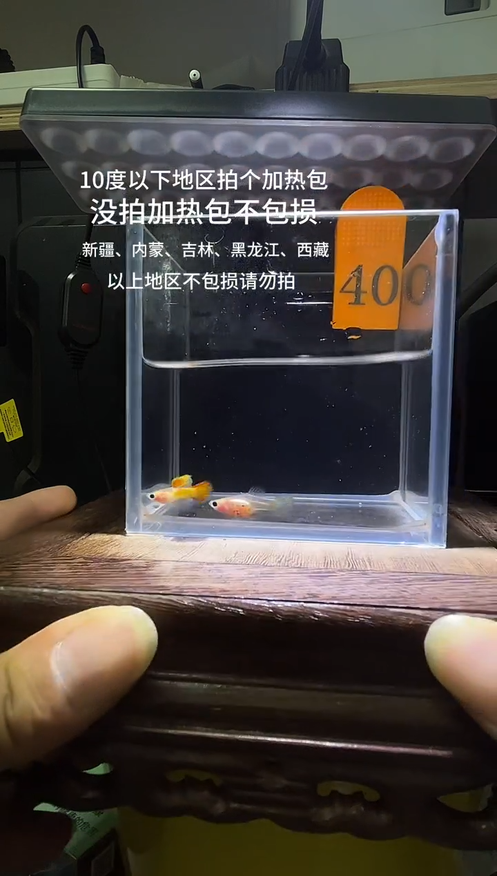 孔雀鱼皇家日落普通体40