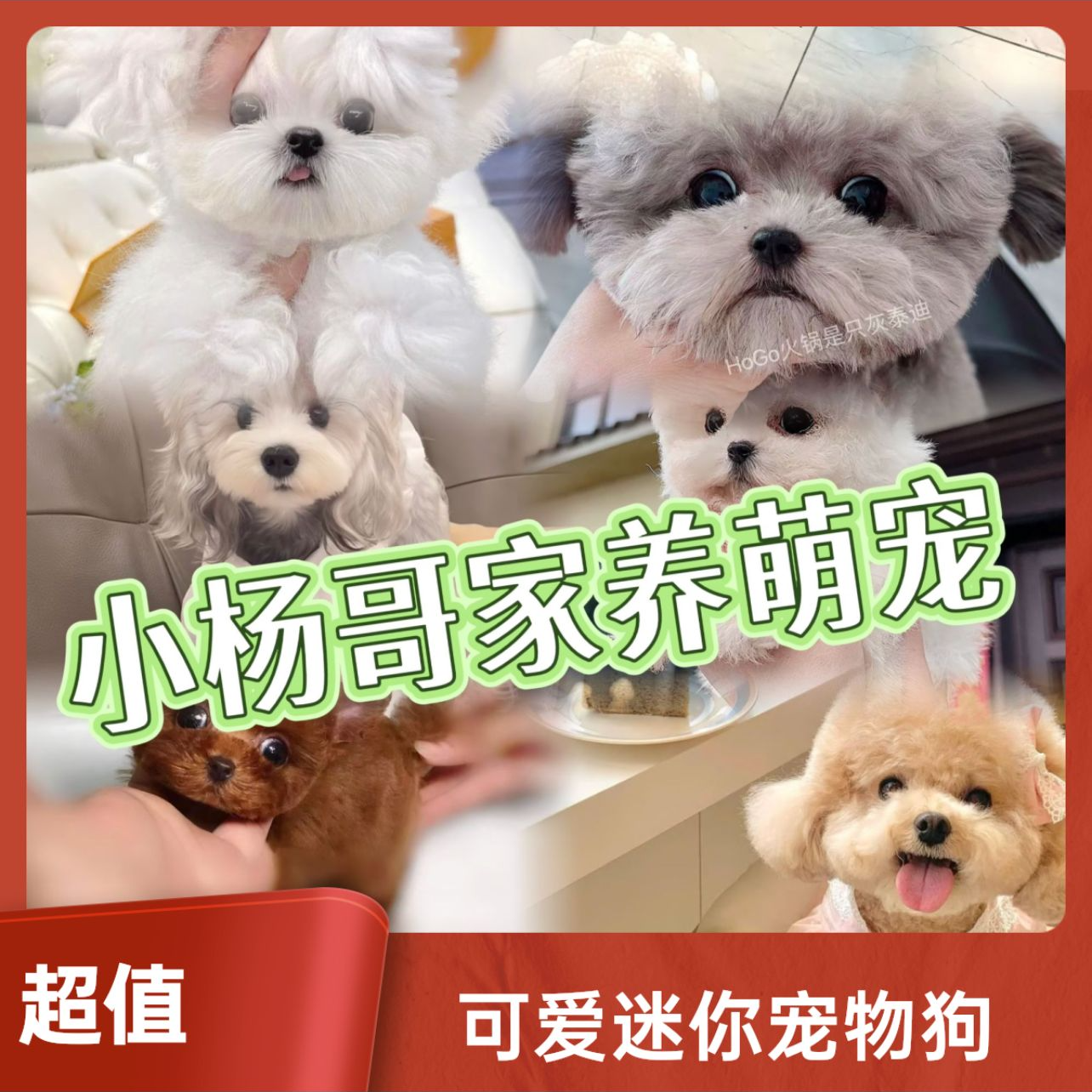 【成都小杨哥精品萌宠专属】韩系小体泰迪熊比熊狗狗宠物活体链接