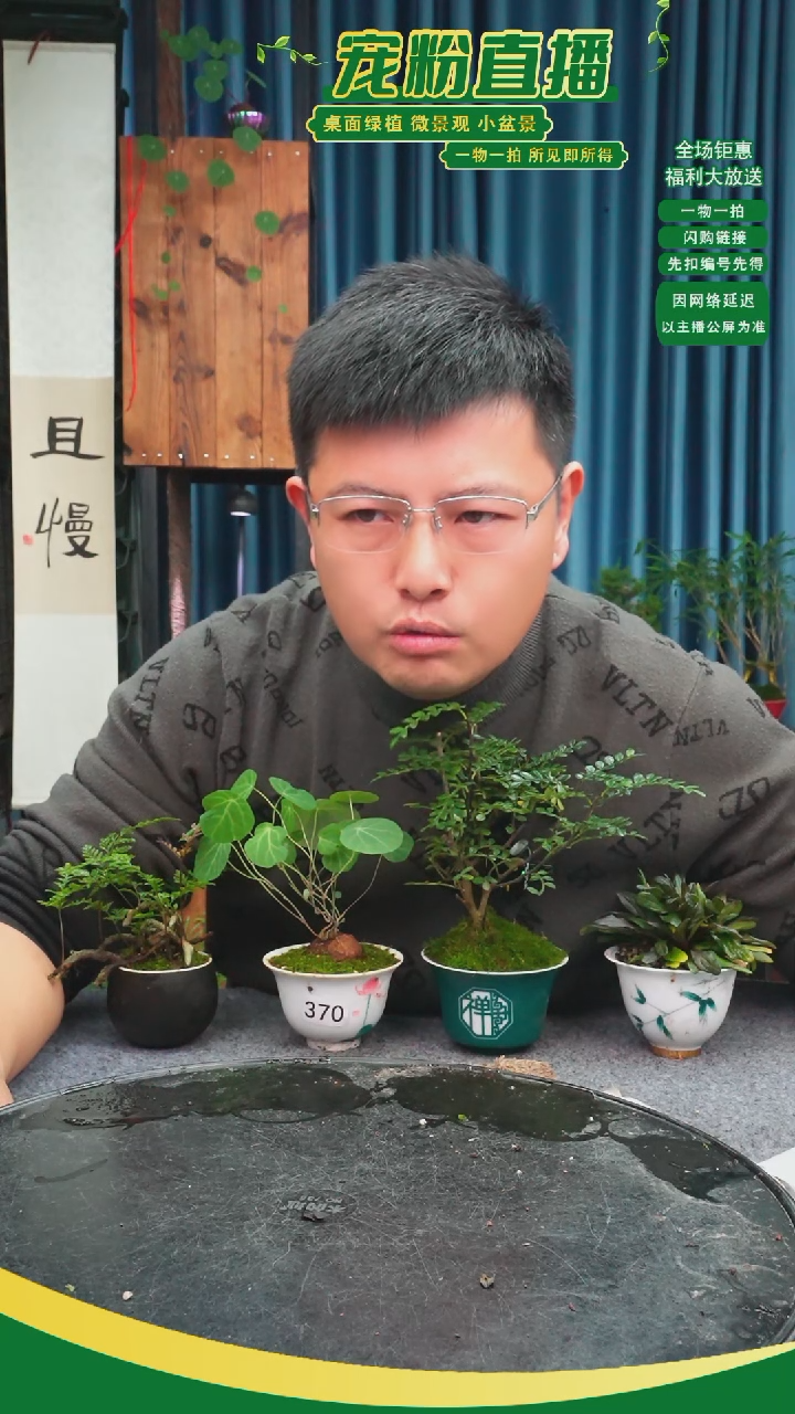 无花朵箬**窝苔藓微景观370号
