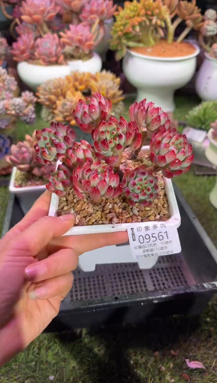 【闪购商品】09561