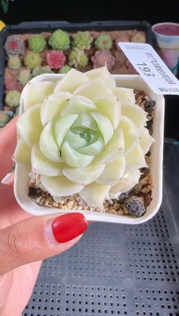 1206-193多肉群生不包整