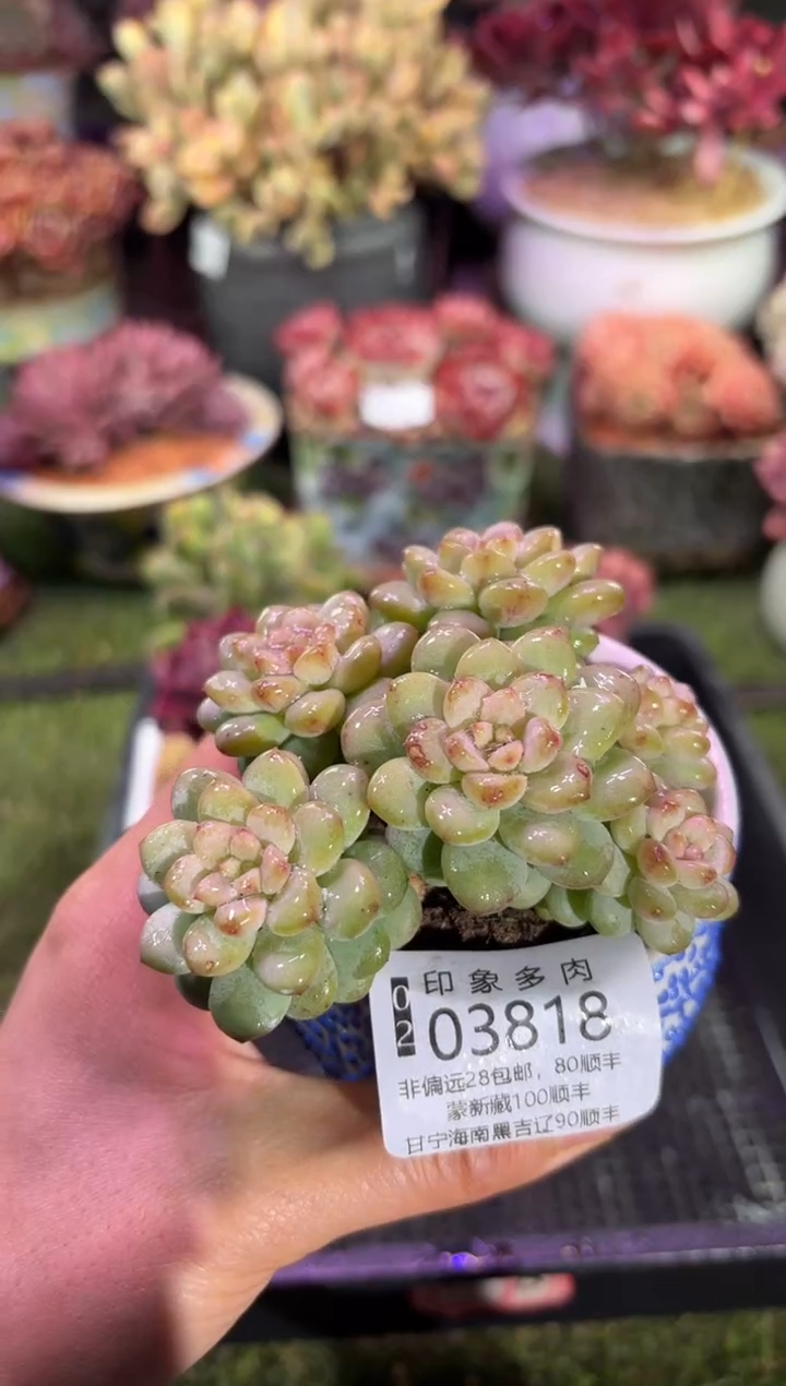 【闪购商品】03818脱土带盆