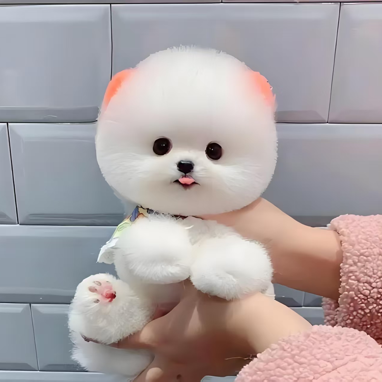 焱焱高端可爱博美犬
