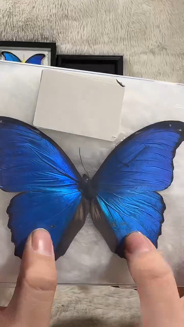 有机玻璃瑕疵大蓝  