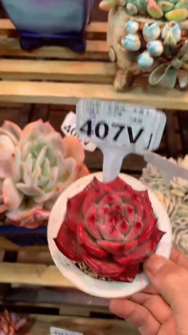 407V（一物一拍，精品多肉，w所见即所得 ）