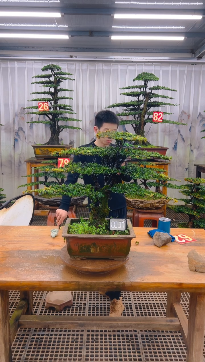 无花朵精品盆景直播间一物一拍