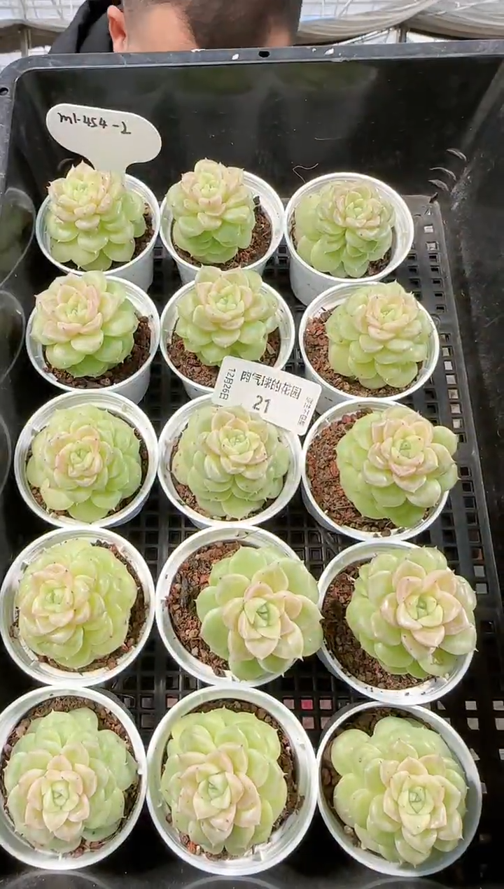 1226-21m1-454-2多肉量拍任意发一颗群生不包整