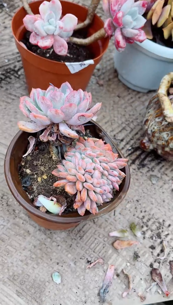 【闪购商品】04607