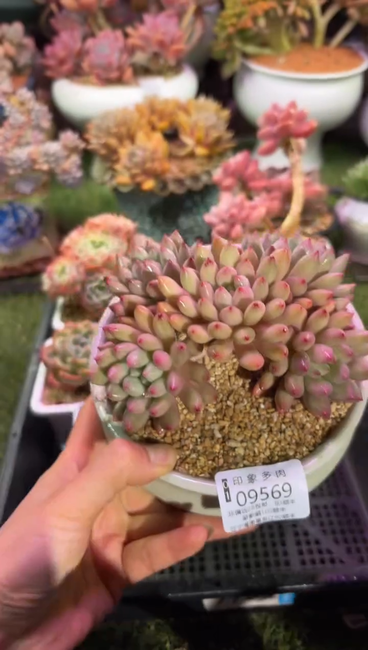 【闪购商品】09569