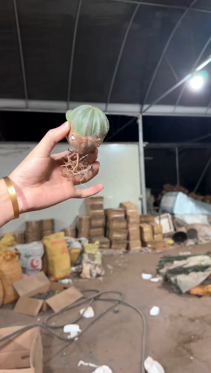 欧系 布纹球【带根】不指定带崽