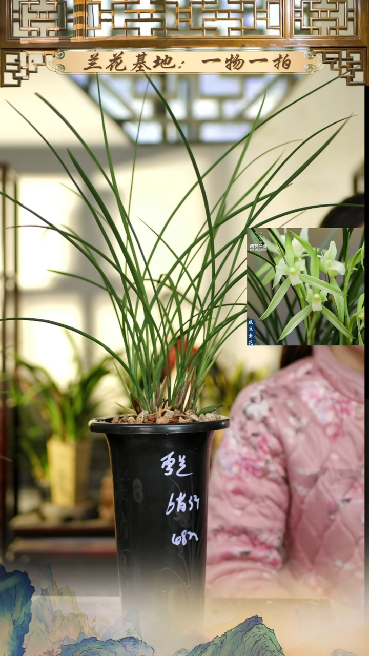 全部花苞春兰雪兰