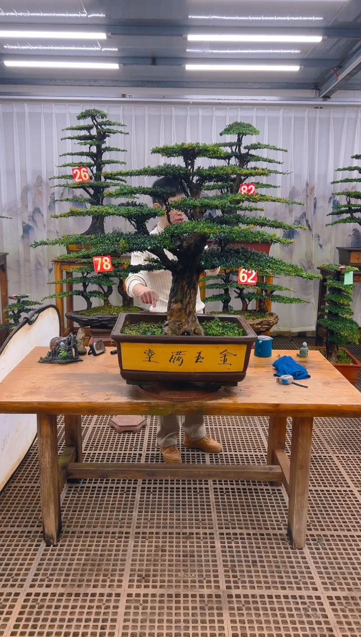 无花朵潮*兄精品盆景直播间一物一拍