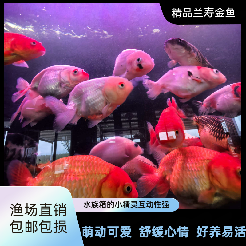 兰寿金鱼冷水活体观赏鱼练手好养兰寿鱼【萌动精灵】