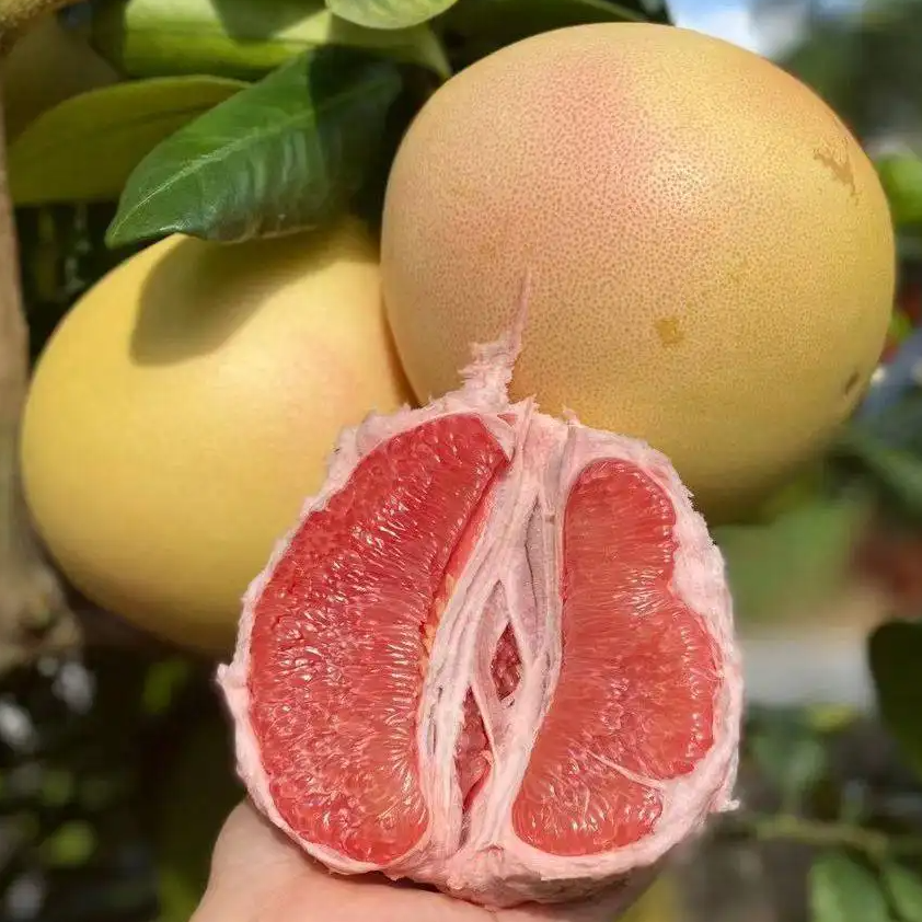  蝶果琯溪三红蜜柚大果 香甜多汁 皮薄肉厚 当季鲜果