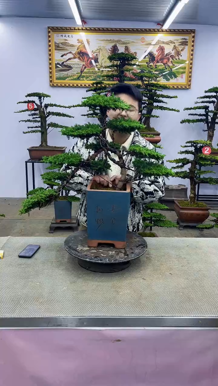 【闪购商品】啊八斗松/松类活物造型盆景，以直播间截图啊啊啊啊