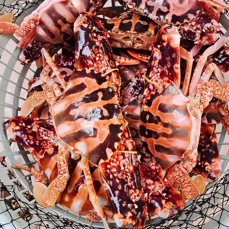 特大红花蟹野生海捕鲜活锈斑蟹海蟹