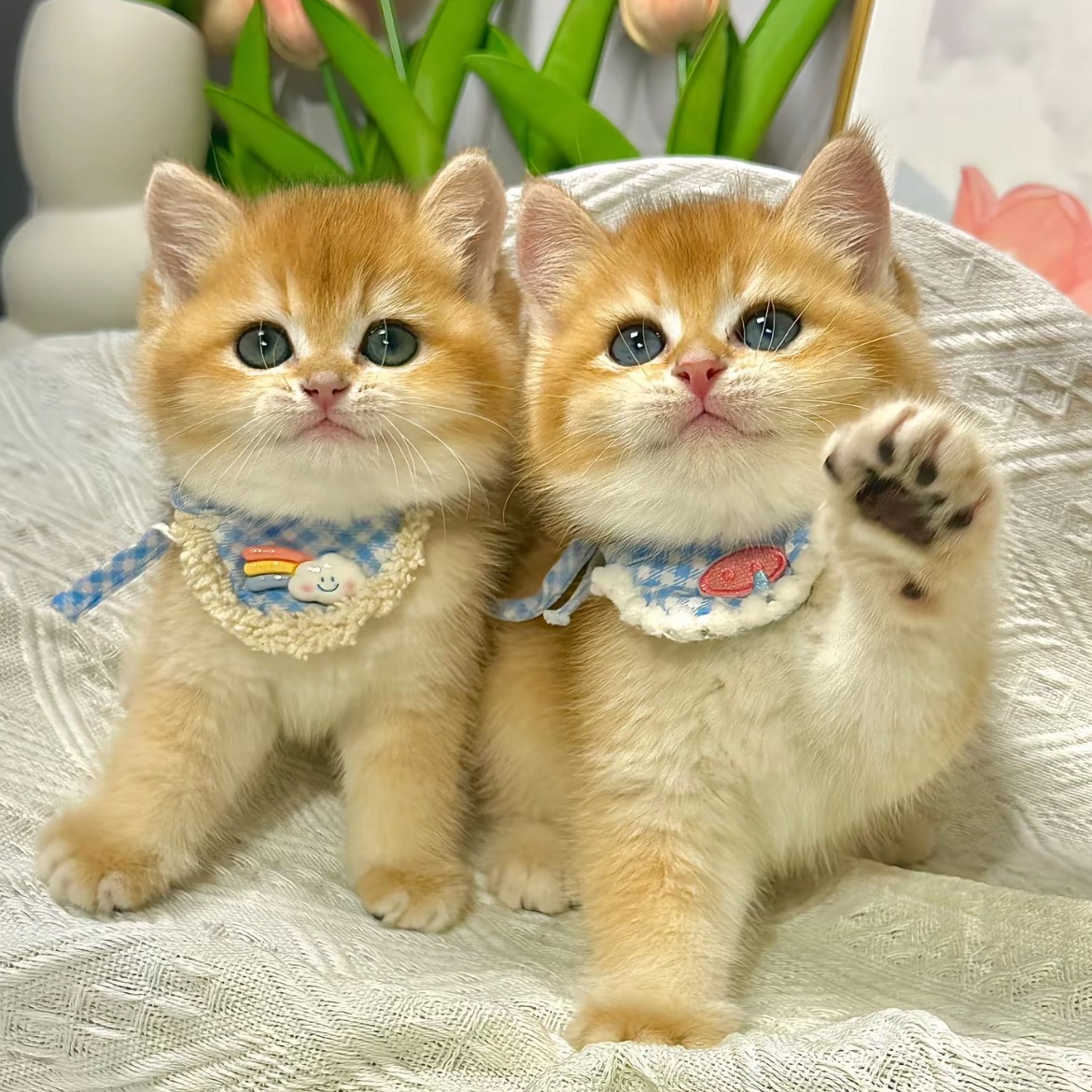 (喵掌印）活体宠物专属链接