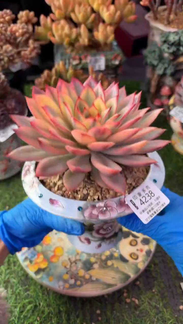 ?****?昆明印象多肉4238的盆