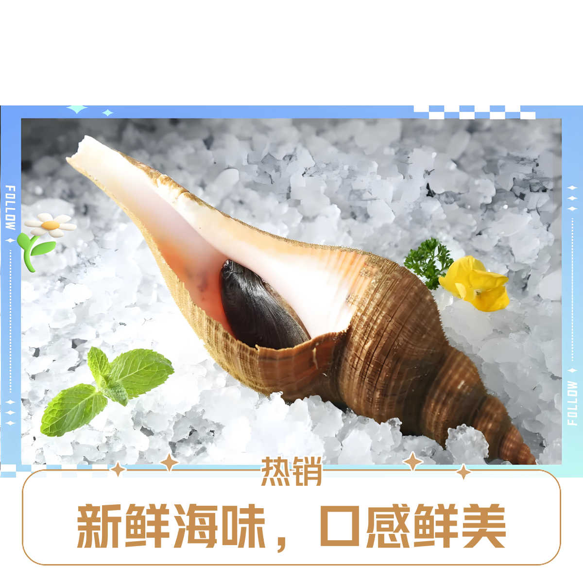 鲜活响螺约500g/份