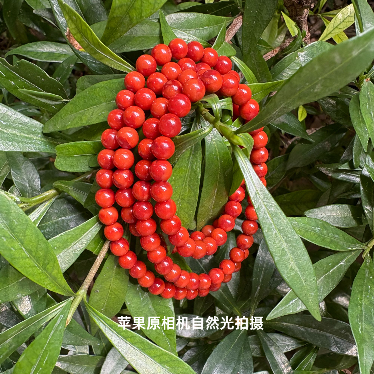 S级玫红双色多圈5mm南红手串 天然原矿国检证书