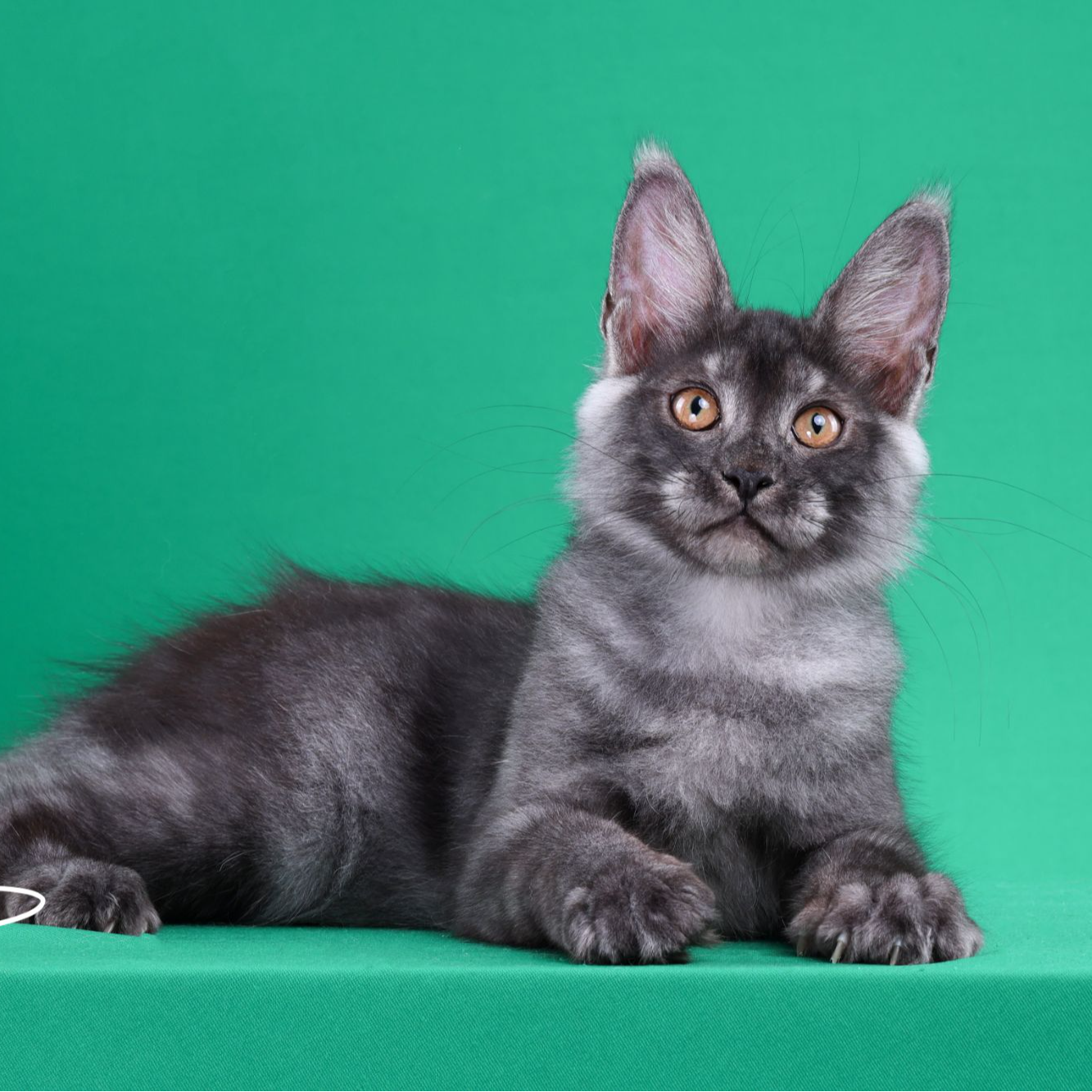 来了姊妹-烟灰缅因猫 弟弟 29