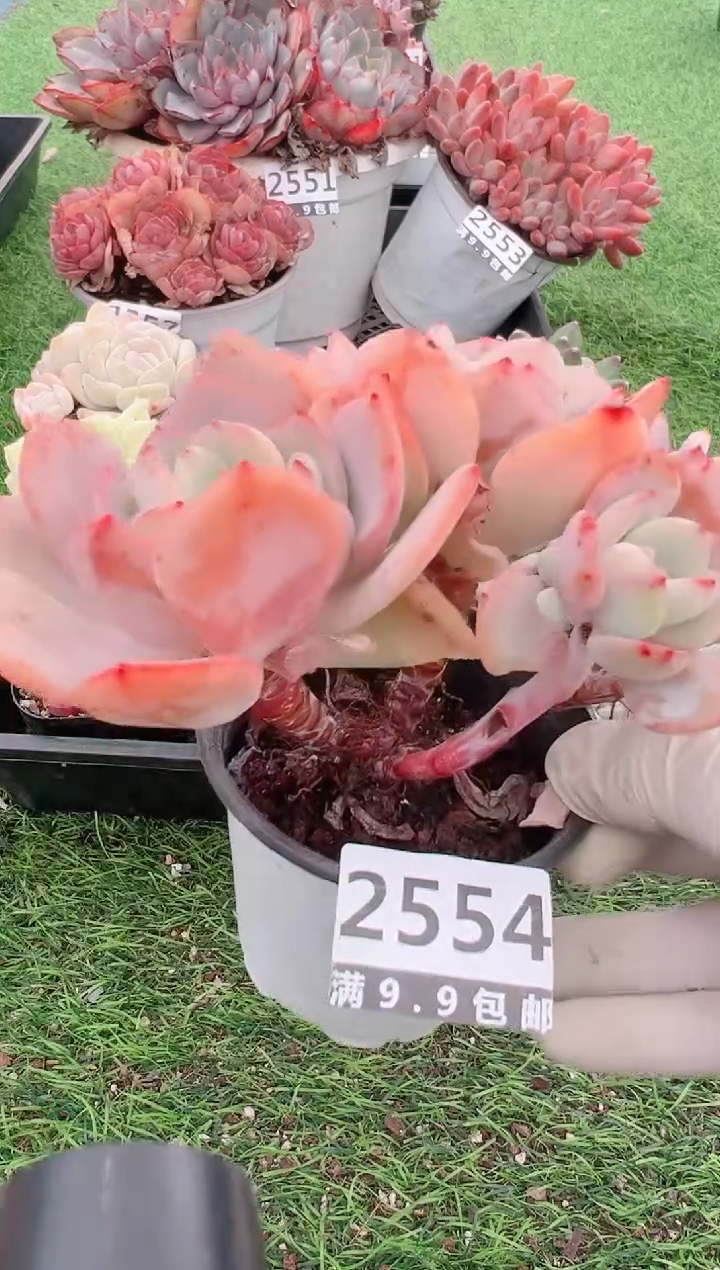 【闪购商品】信福多肉一物一拍