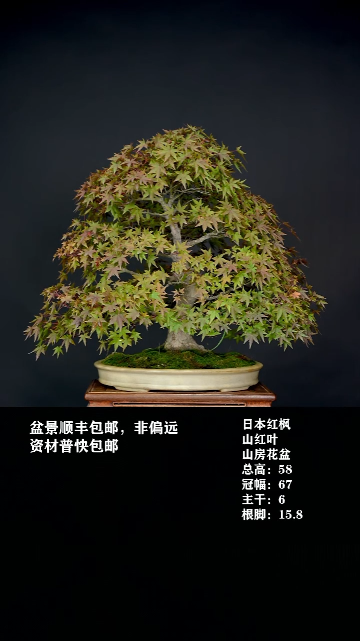 无花朵日本红枫-山红叶1825