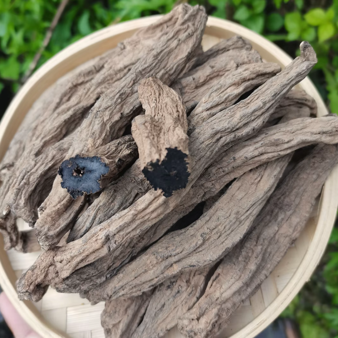 高端严选乌金参 500g 祥瑞专属 