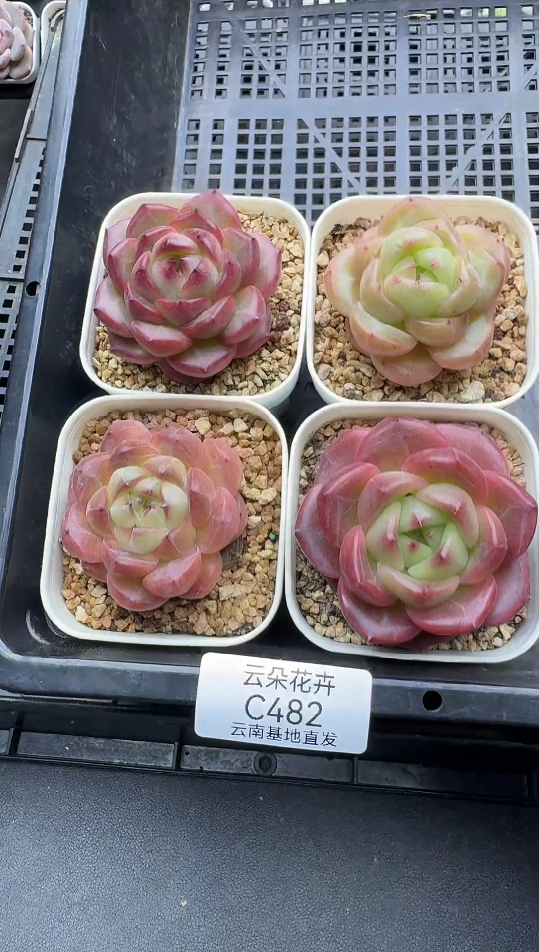 珍妮杂交多肉C482