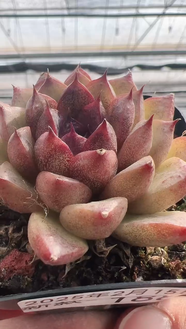 【闪购商品】新款多肉-188