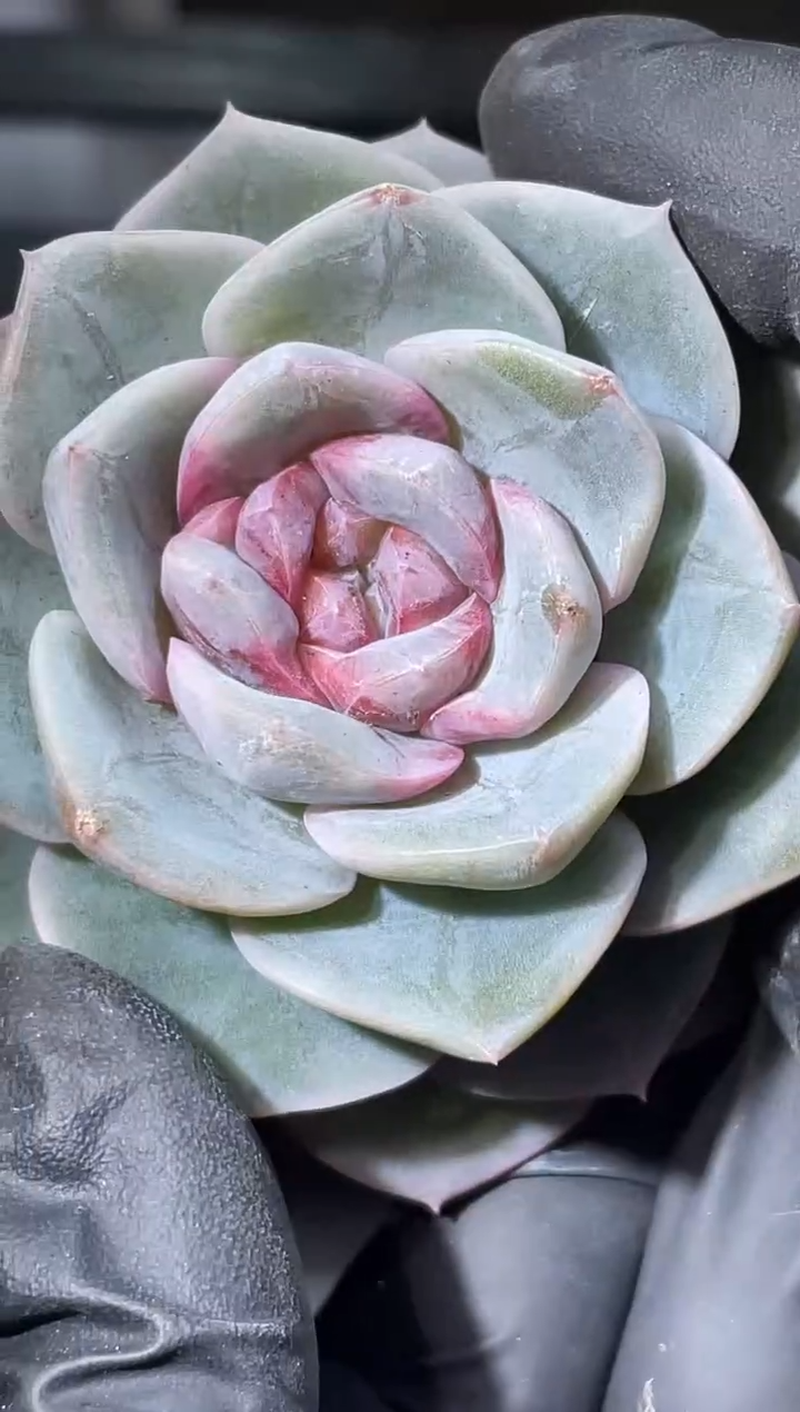 30-90 新珍妮4-5厘米量拍发一颗