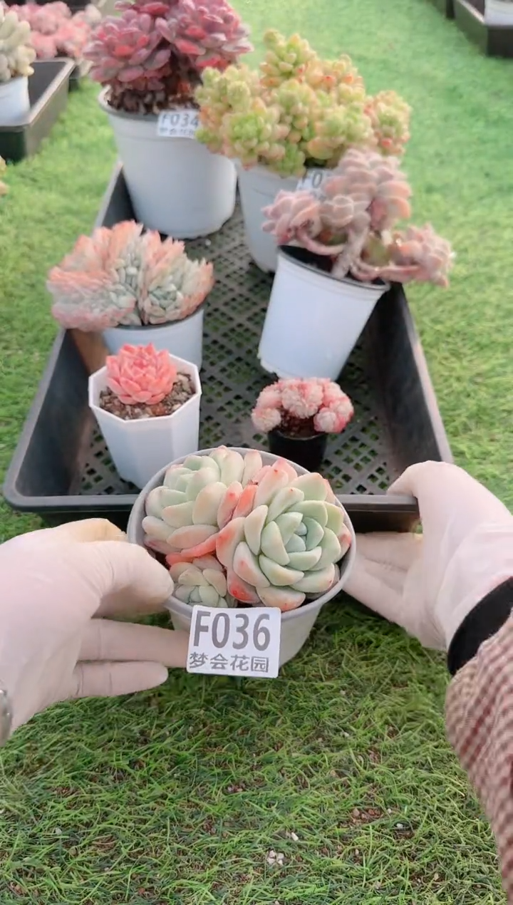 【闪购商品】梦会多肉一物一拍