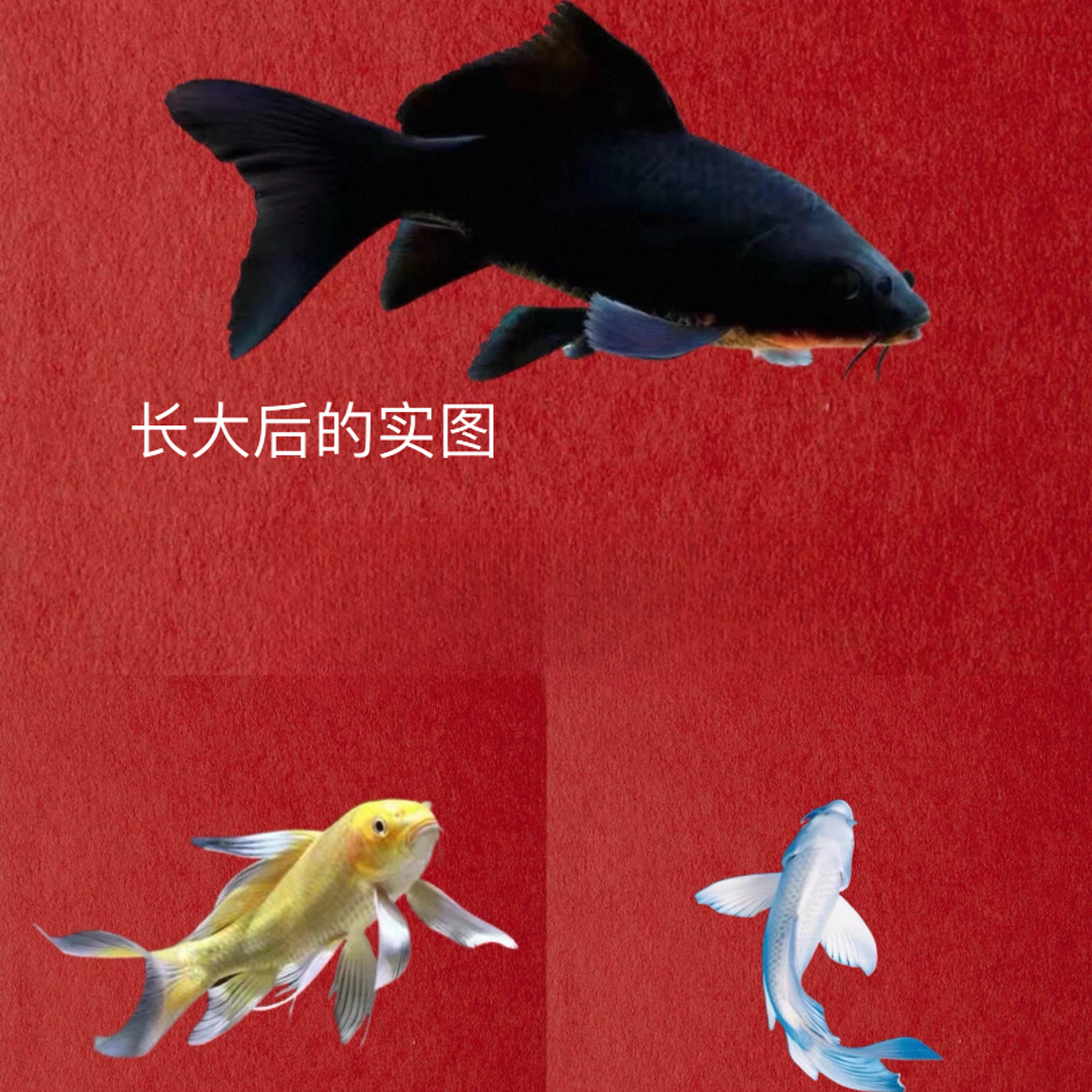 精品黄/黑/白锦鲤观赏鱼~月