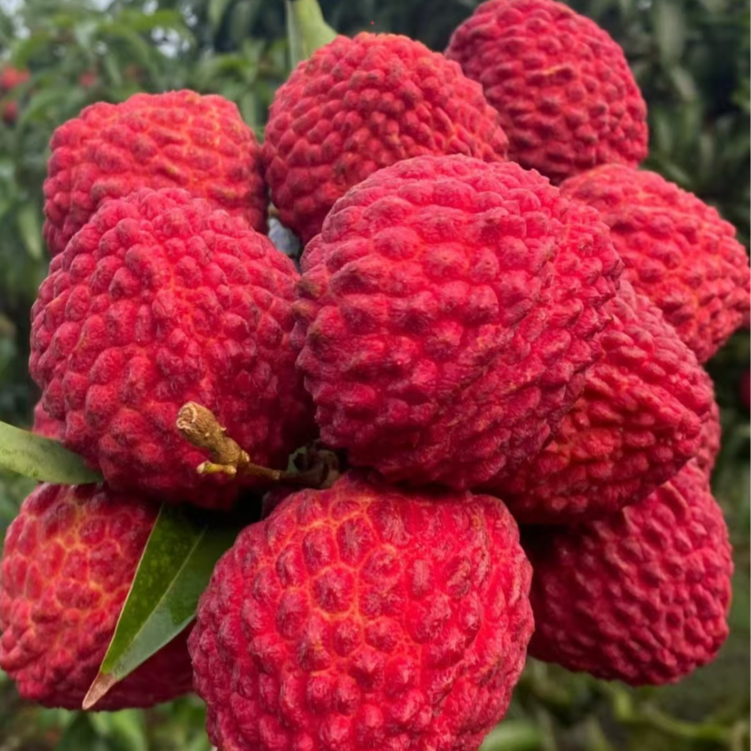 [明天到】海南荔枝王3斤现摘现发巨无霸新鲜水果