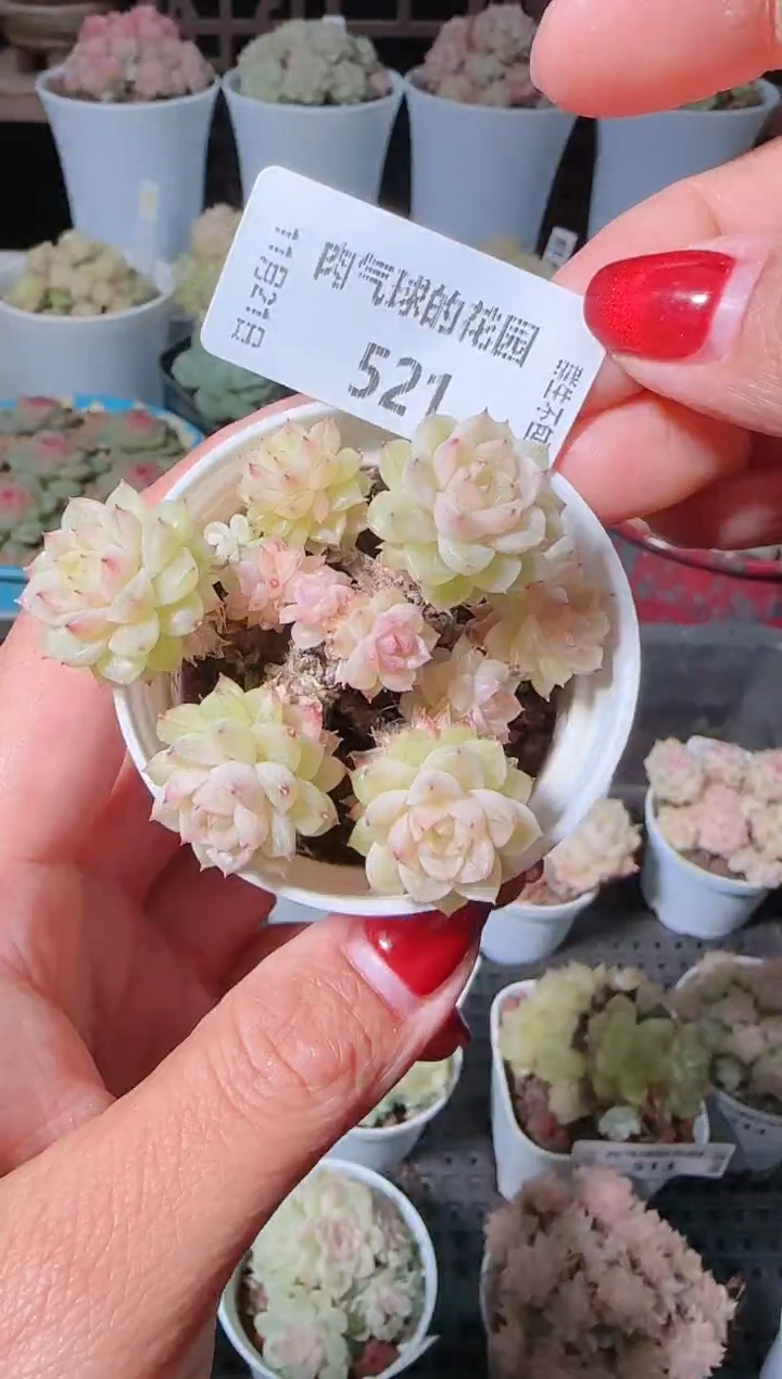 1121-521群生不包整