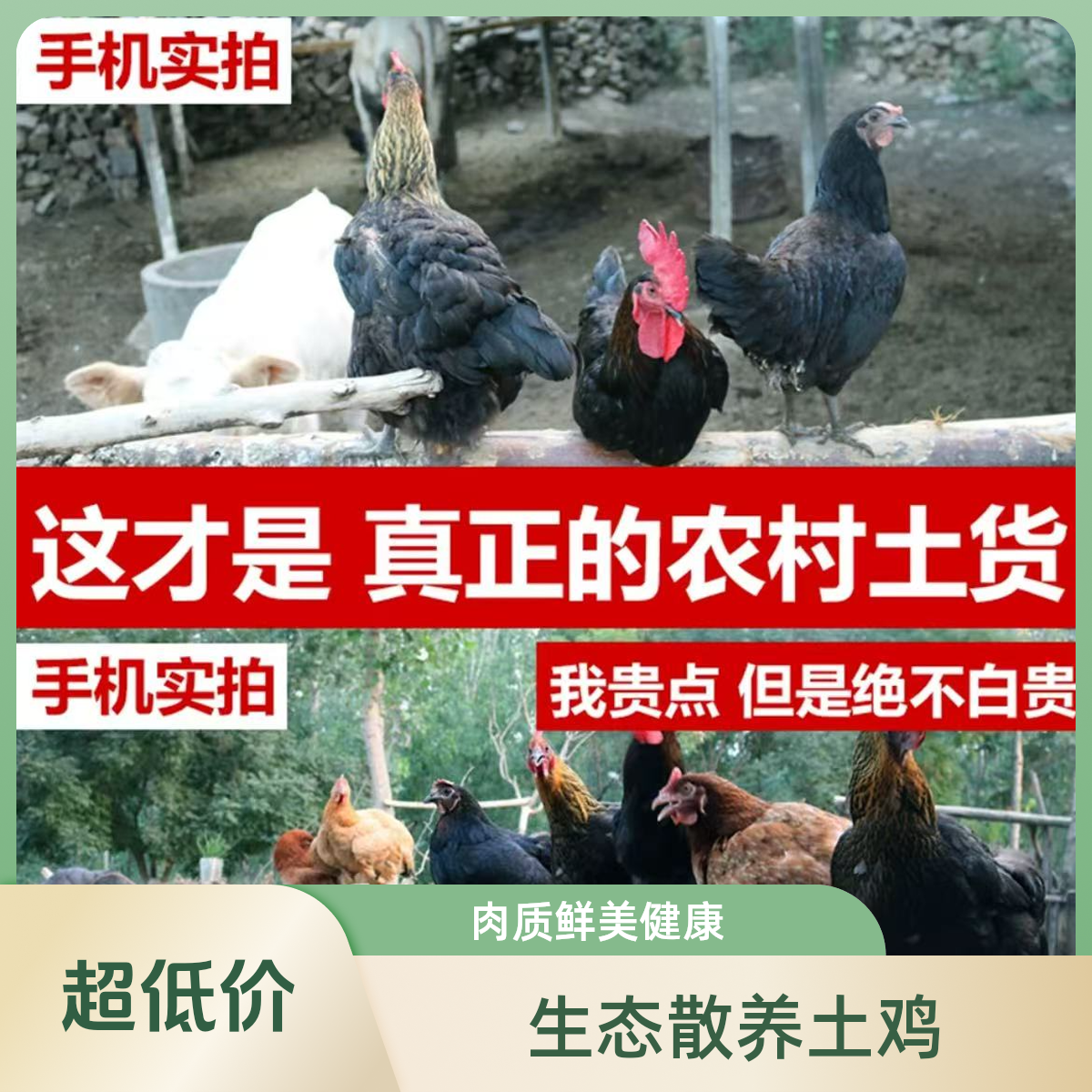 大公鸡农家散养农村土鸡整只新鲜现杀纯笨鸡跑山鸡