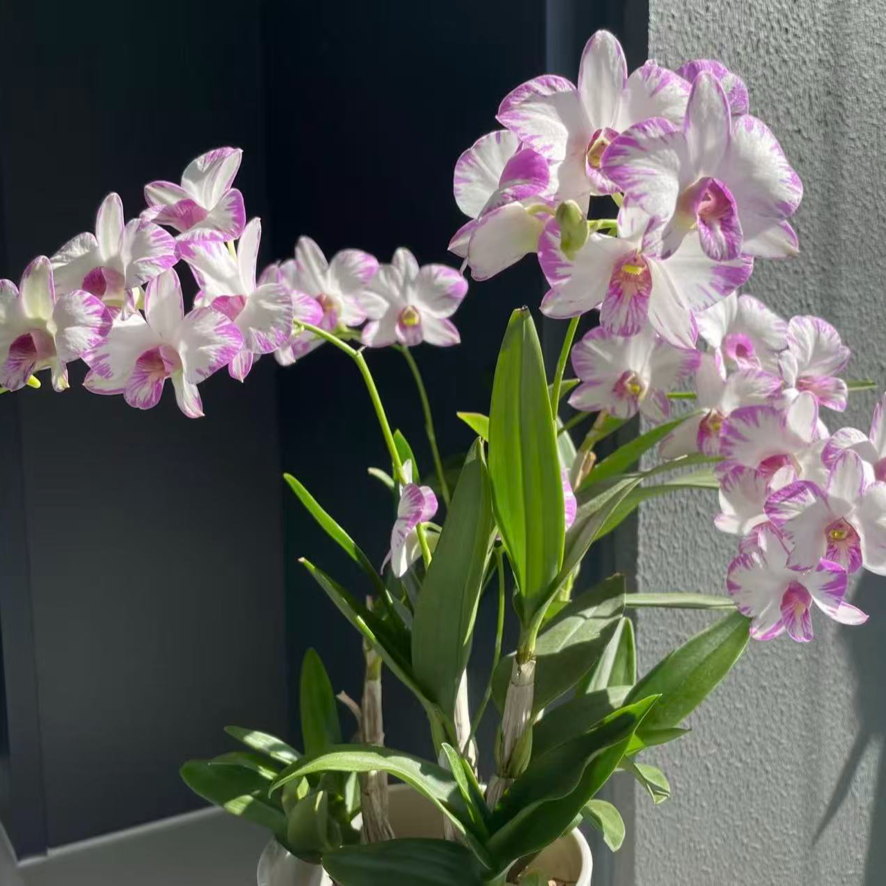 《泼墨》秋石斛兰 好养易活原盆原土带花剑发货