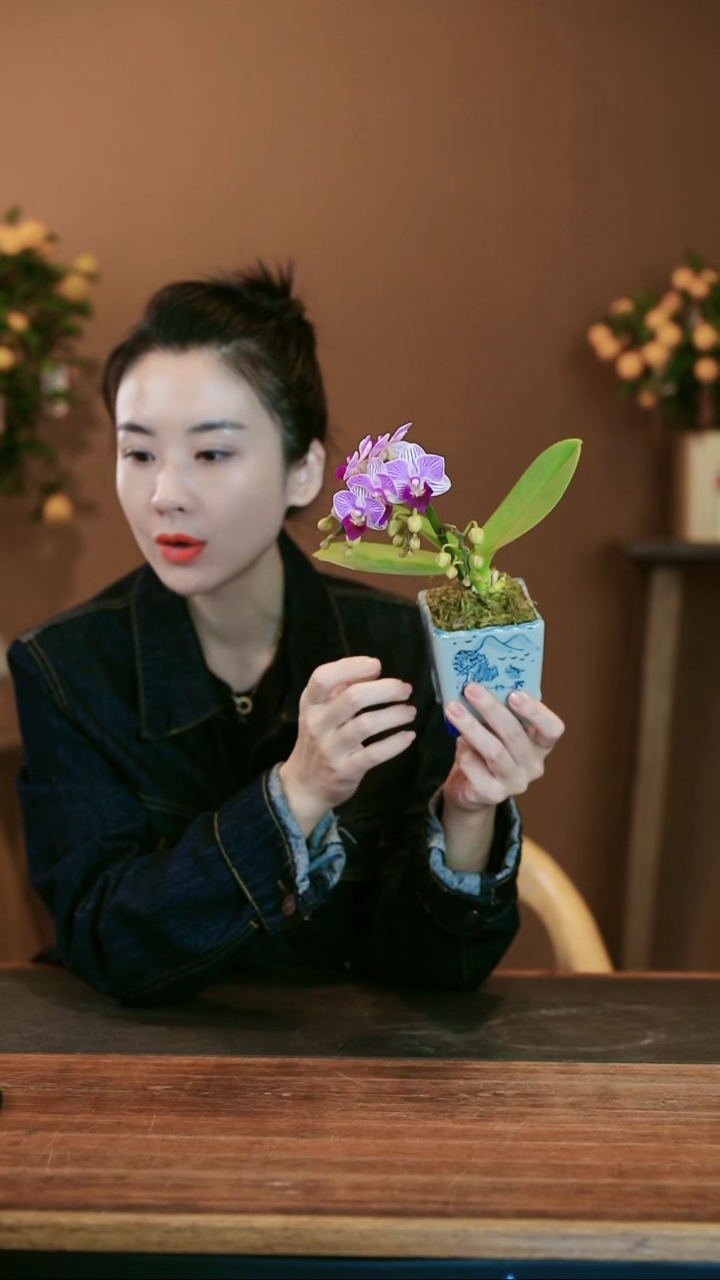 【闪购商品】盆景小仙女 青花